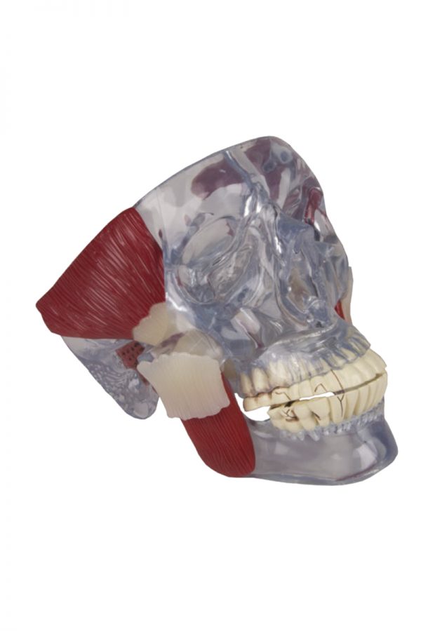 crânio ATM articulação tempromandibular modelo anatómico