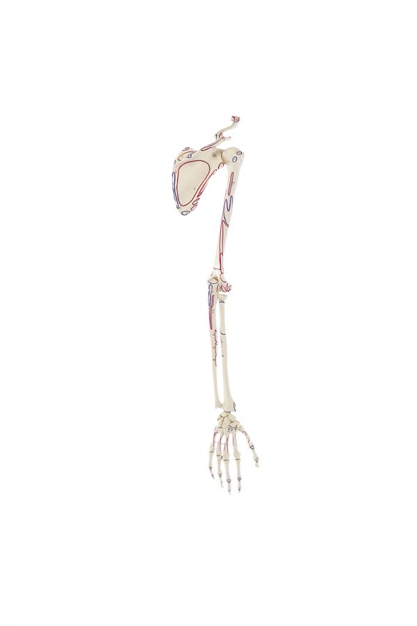 esqueleto braço humano adulto, modelo anatómico