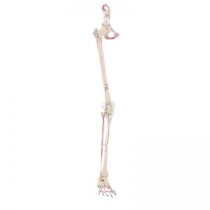 esqueleto perna humano adulto, modelo anatómico